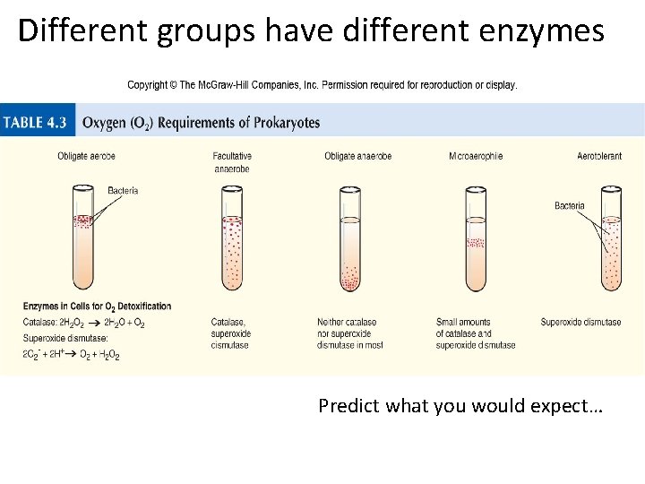 Different groups have different enzymes Predict what you would expect… 