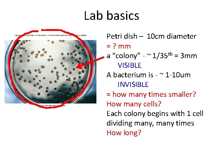 Lab basics Petri dish – 10 cm diameter = ? mm a “colony” -