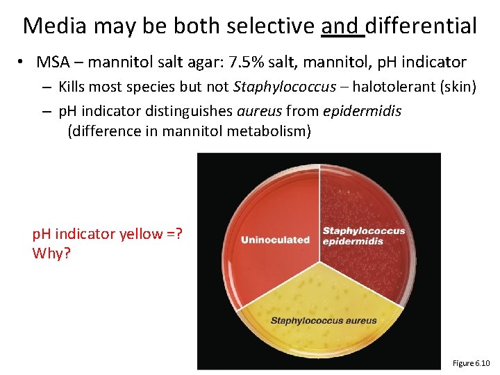 Media may be both selective and differential • MSA – mannitol salt agar: 7.