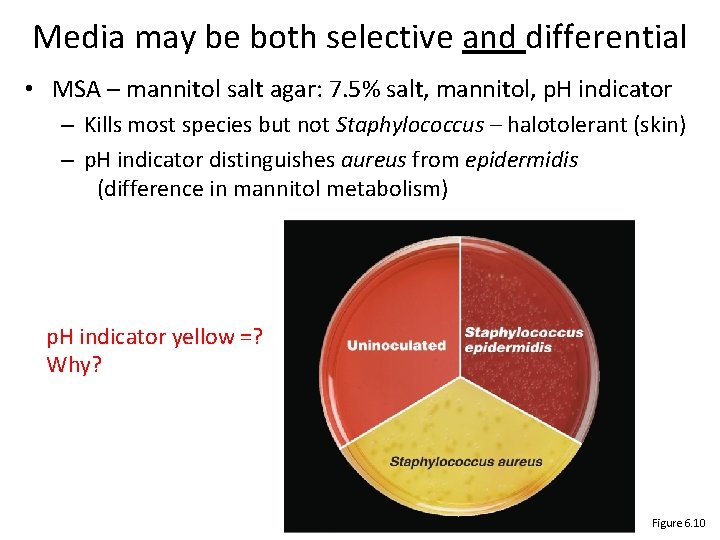 Media may be both selective and differential • MSA – mannitol salt agar: 7. Media may be both selective and differential • MSA – mannitol salt agar: 7.