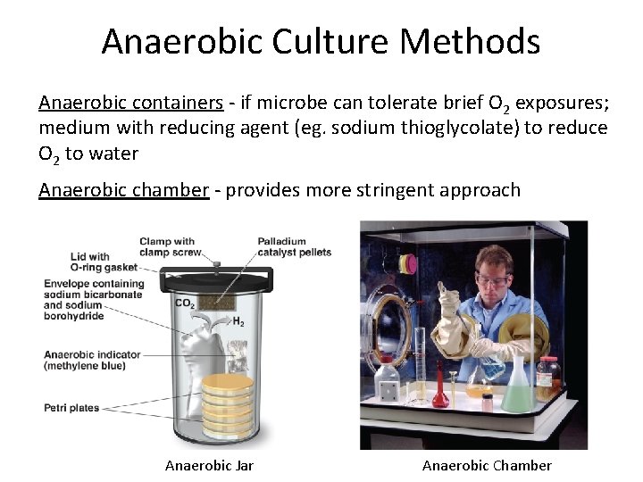 Anaerobic Culture Methods Anaerobic containers - if microbe can tolerate brief O 2 exposures;