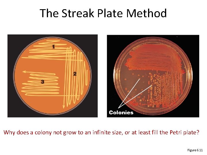The Streak Plate Method Why does a colony not grow to an infinite size, The Streak Plate Method Why does a colony not grow to an infinite size,