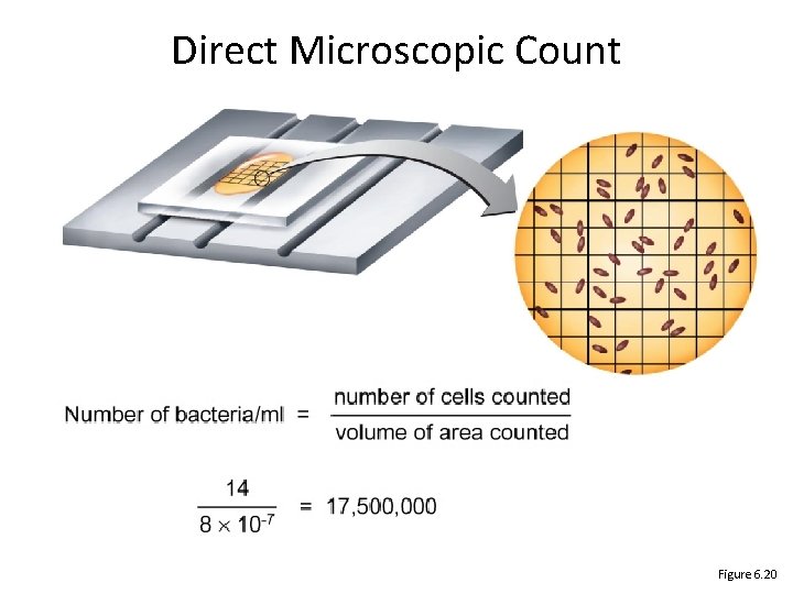 Direct Microscopic Count Figure 6. 20 