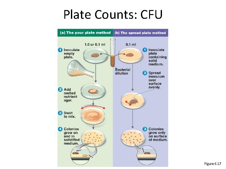 Plate Counts: CFU Figure 6. 17 