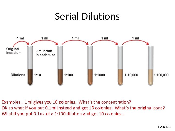 Serial Dilutions Examples… 1 ml gives you 10 colonies. What’s the concentration? OK so