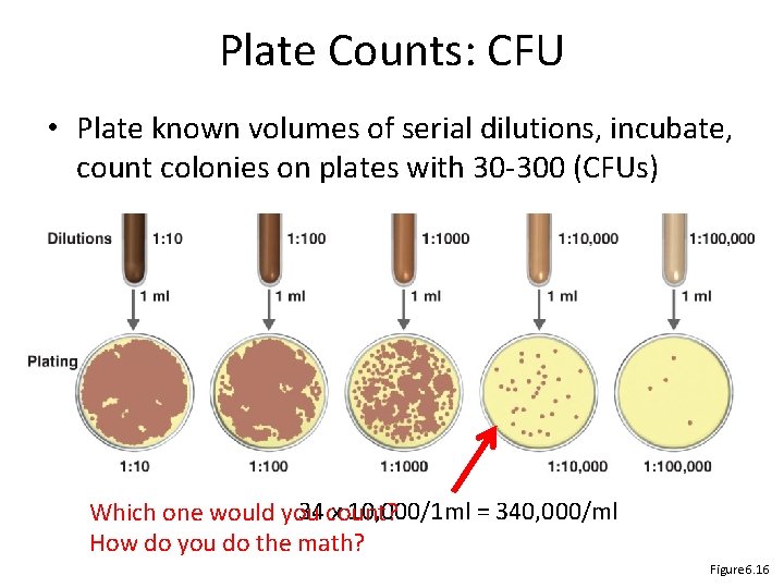 Plate Counts: CFU • Plate known volumes of serial dilutions, incubate, count colonies on