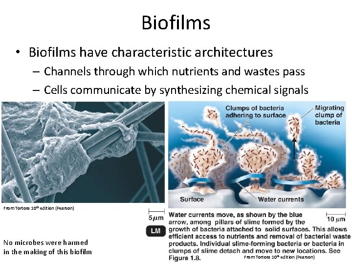 Biofilms • Biofilms have characteristic architectures – Channels through which nutrients and wastes pass