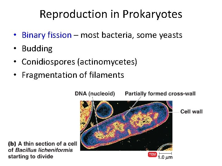 Reproduction in Prokaryotes • • Binary fission – most bacteria, some yeasts Budding Conidiospores