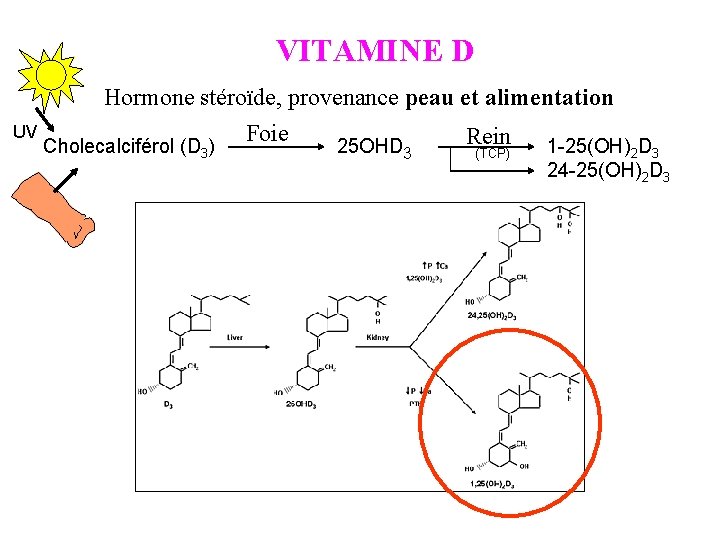 VITAMINE D Hormone stéroïde, provenance peau et alimentation UV Foie Rein 1 -25(OH) D