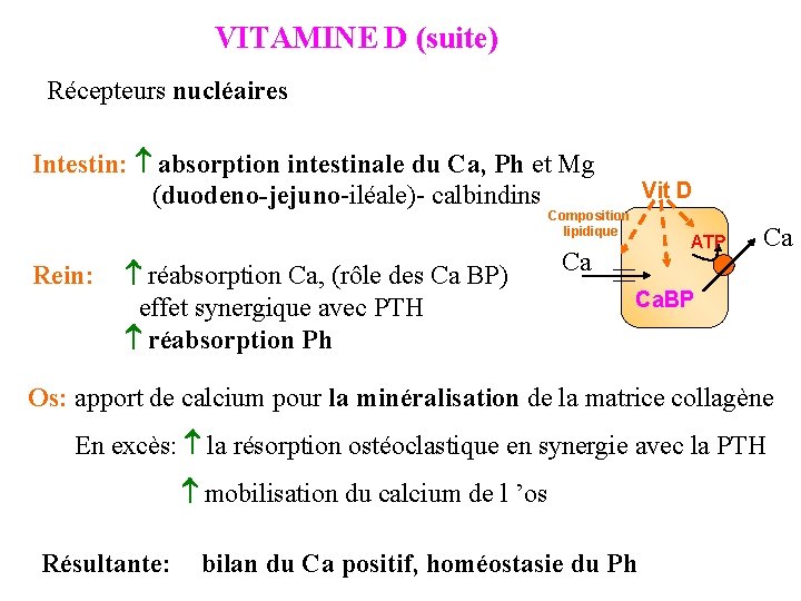 VITAMINE D (suite) Récepteurs nucléaires Intestin: absorption intestinale du Ca, Ph et Mg (duodeno-jejuno-iléale)-