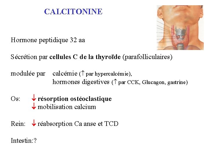 CALCITONINE Hormone peptidique 32 aa Sécrétion par cellules C de la thyroïde (parafolliculaires) modulée