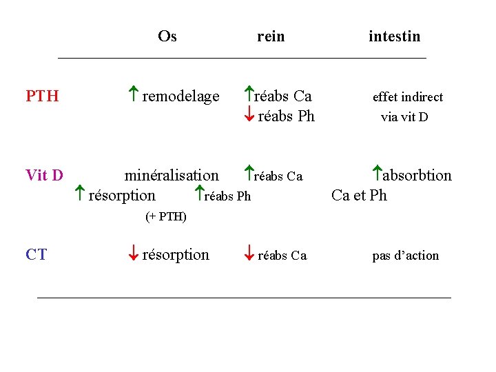 Os PTH Vit D CT rein remodelage réabs Ca réabs Ph minéralisation réabs Ca