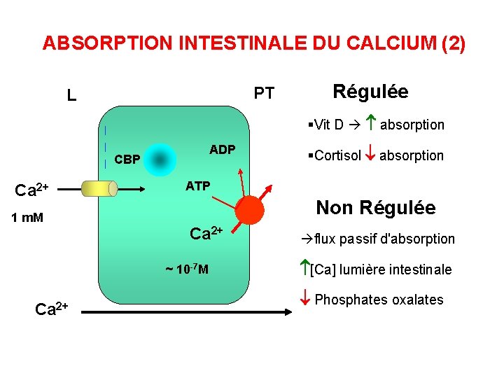 ABSORPTION INTESTINALE DU CALCIUM (2) PT L Régulée §Vit D absorption ADP CBP Ca