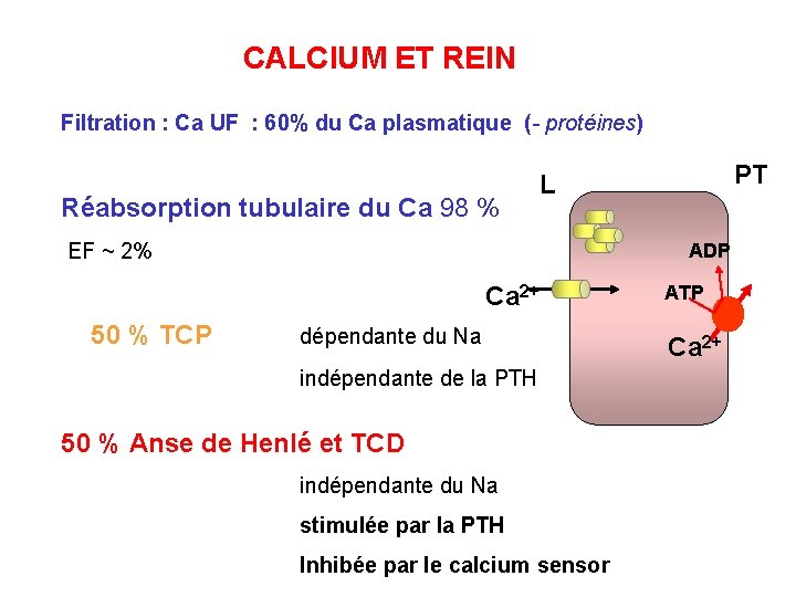 CALCIUM ET REIN Filtration : Ca UF : 60% du Ca plasmatique (- protéines)