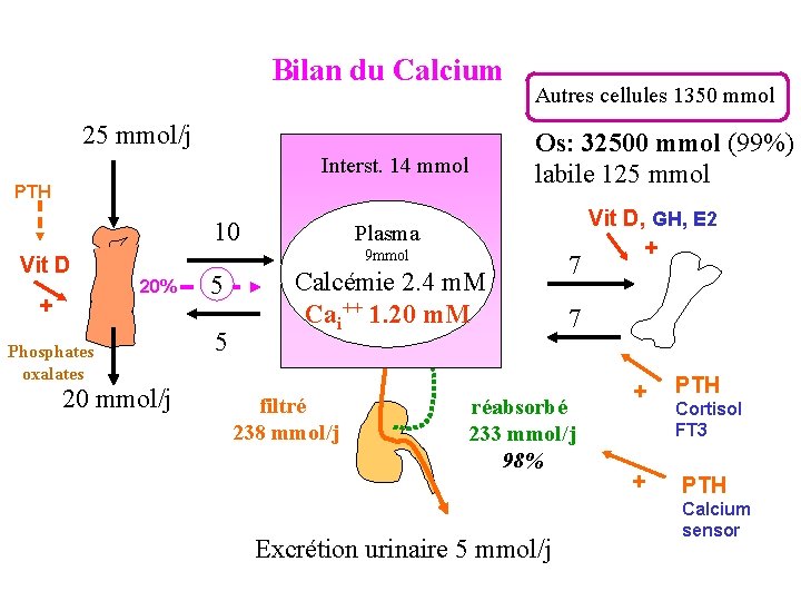 Bilan du Calcium 25 mmol/j Interst. 14 mmol PTH 10 Vit D + Autres