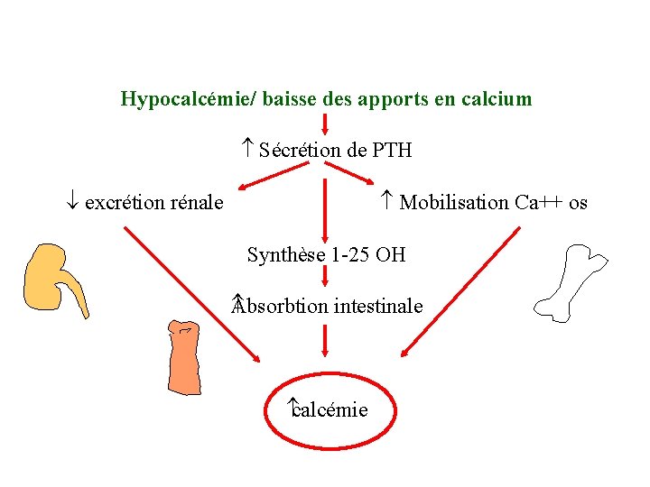 Hypocalcémie/ baisse des apports en calcium Sécrétion de PTH excrétion rénale Mobilisation Ca++ os