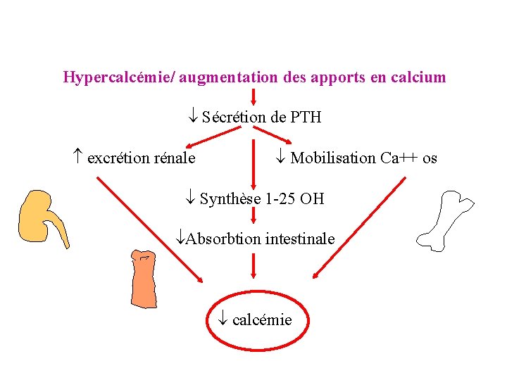 Hypercalcémie/ augmentation des apports en calcium Sécrétion de PTH excrétion rénale Mobilisation Ca++ os