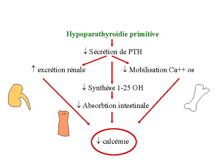 Hypoparathyroidie primitive Sécrétion de PTH excrétion rénale Mobilisation Ca++ os Synthèse 1 -25 OH