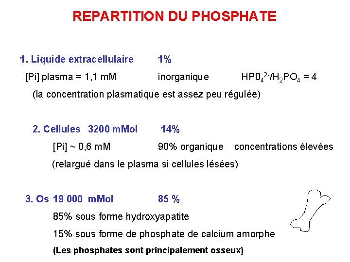 REPARTITION DU PHOSPHATE 1. Liquide extracellulaire [Pi] plasma = 1, 1 m. M 1%