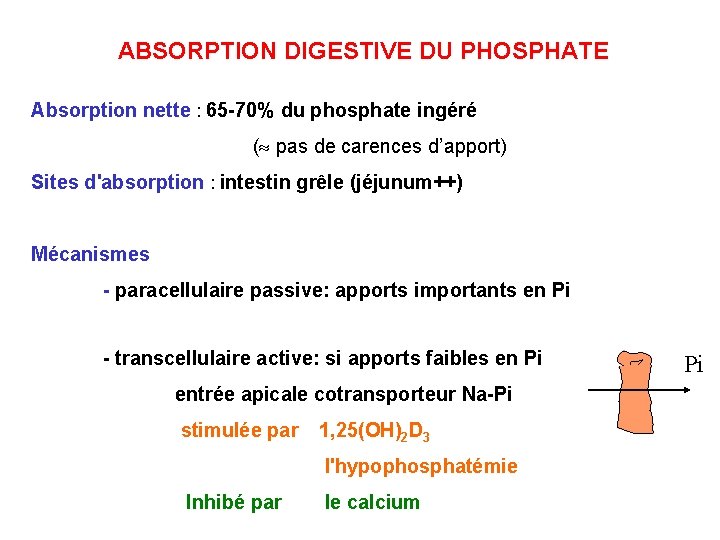 ABSORPTION DIGESTIVE DU PHOSPHATE Absorption nette : 65 -70% du phosphate ingéré ( pas