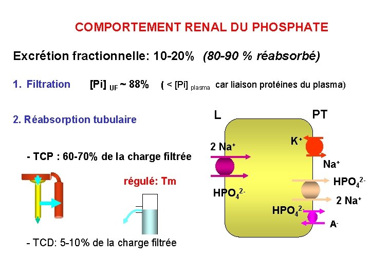 COMPORTEMENT RENAL DU PHOSPHATE Excrétion fractionnelle: 10 -20% (80 -90 % réabsorbé) 1. Filtration