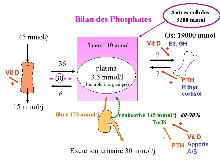 Autres cellules 3200 mmol Bilan des Phosphates Os: 19000 mmol 45 mmol/j Interst. 10
