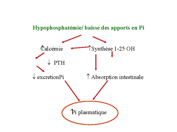 Hypophosphatémie/ baisse des apports en Pi Calcémie Synthèse 1 -25 OH PTH excretion. Pi