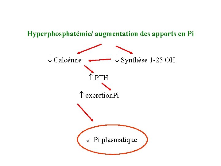 Hyperphosphatémie/ augmentation des apports en Pi Calcémie Synthèse 1 -25 OH PTH excretion. Pi