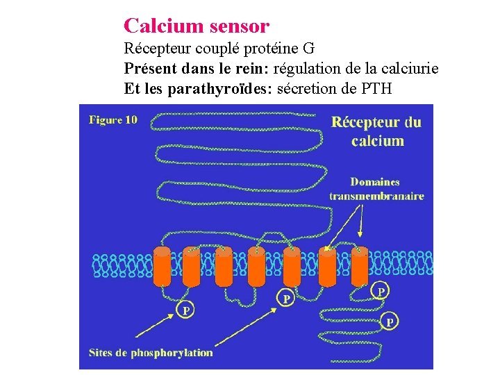 Calcium sensor Récepteur couplé protéine G Présent dans le rein: régulation de la calciurie