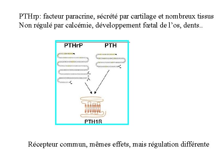 PTHrp: facteur paracrine, sécrété par cartilage et nombreux tissus Non régulé par calcémie, développement