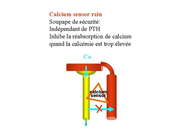 Calcium sensor rein Soupape de sécurité: Indépendant de PTH Inhibe la réabsorption de calcium