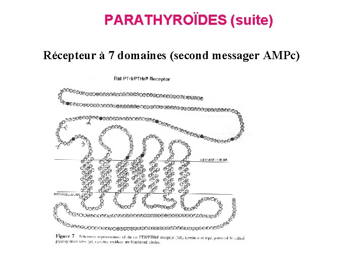 PARATHYROÏDES (suite) Récepteur à 7 domaines (second messager AMPc) 