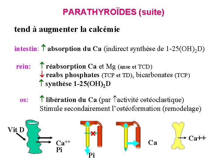 PARATHYROÏDES (suite) tend à augmenter la calcémie intestin: absorption du Ca (indirect synthèse de