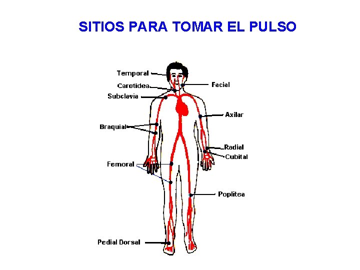  SITIOS PARA TOMAR EL PULSO 