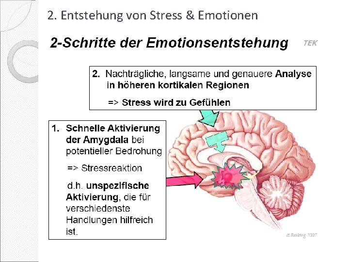 2. Entstehung von Stress & Emotionen 