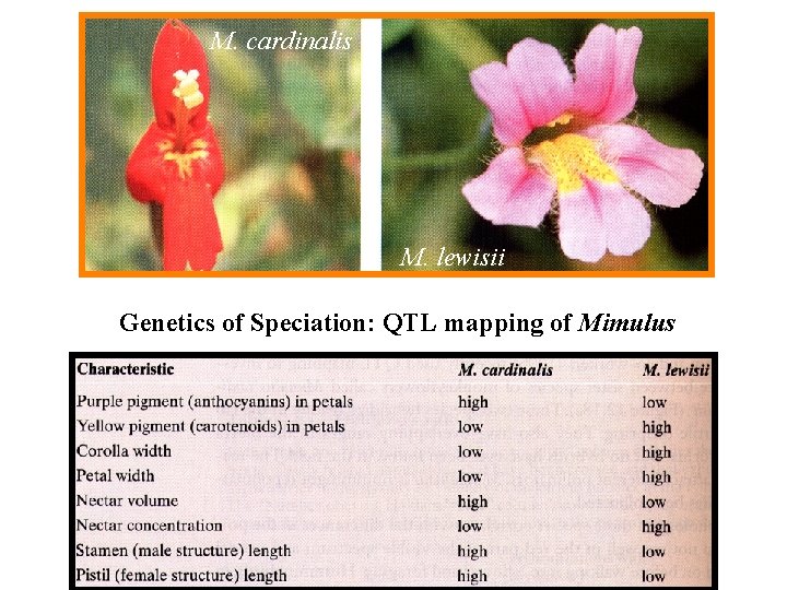 M. cardinalis M. lewisii Genetics of Speciation: QTL mapping of Mimulus M. cardinalis M. lewisii Genetics of Speciation: QTL mapping of Mimulus