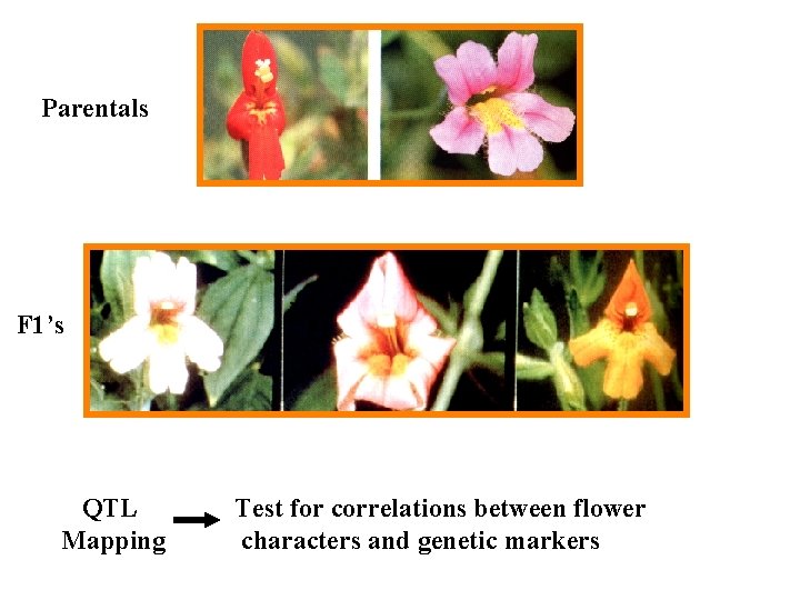 Parentals F 1’s QTL Mapping Test for correlations between flower characters and genetic markers Parentals F 1’s QTL Mapping Test for correlations between flower characters and genetic markers