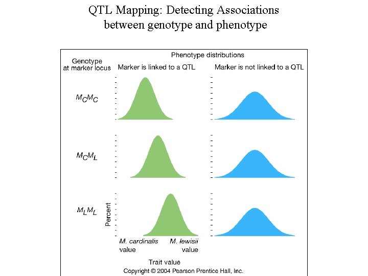 QTL Mapping: Detecting Associations between genotype and phenotype 