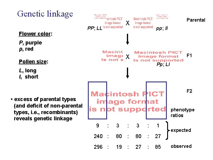 Genetic linkage Parental X PP; LL pp; ll Flower color: P, purple p, red Genetic linkage Parental X PP; LL pp; ll Flower color: P, purple p, red