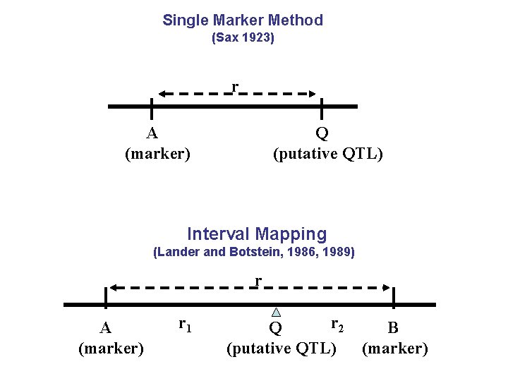 Single Marker Method (Sax 1923) r A (marker) Q (putative QTL) Interval Mapping (Lander