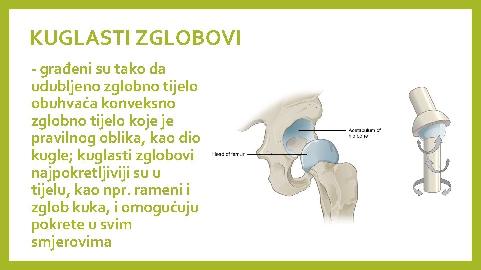 KUGLASTI ZGLOBOVI - građeni su tako da udubljeno zglobno tijelo obuhvaća konveksno zglobno tijelo