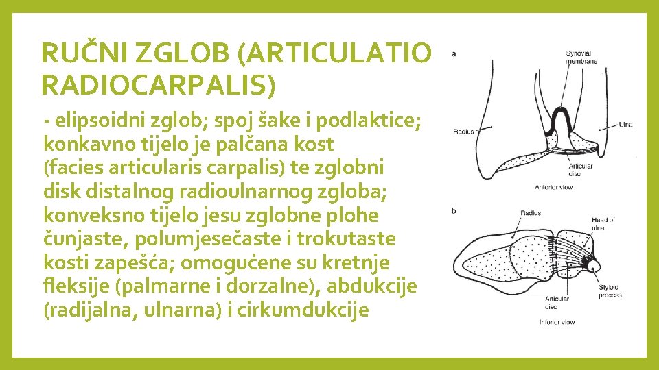 RUČNI ZGLOB (ARTICULATIO RADIOCARPALIS) - elipsoidni zglob; spoj šake i podlaktice; konkavno tijelo je