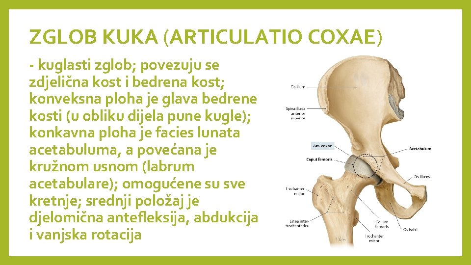 ZGLOB KUKA (ARTICULATIO COXAE) - kuglasti zglob; povezuju se zdjelična kost i bedrena kost;