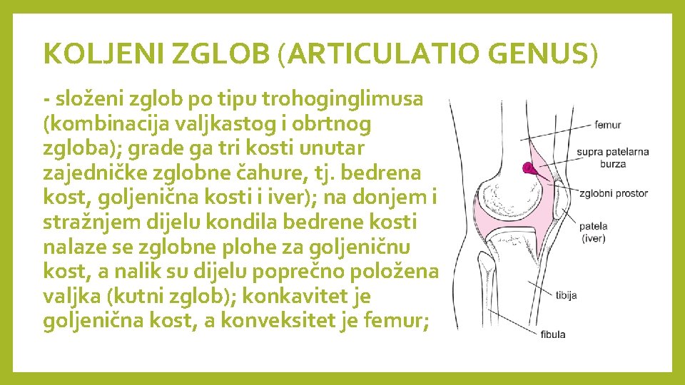 KOLJENI ZGLOB (ARTICULATIO GENUS) - složeni zglob po tipu trohoginglimusa (kombinacija valjkastog i obrtnog