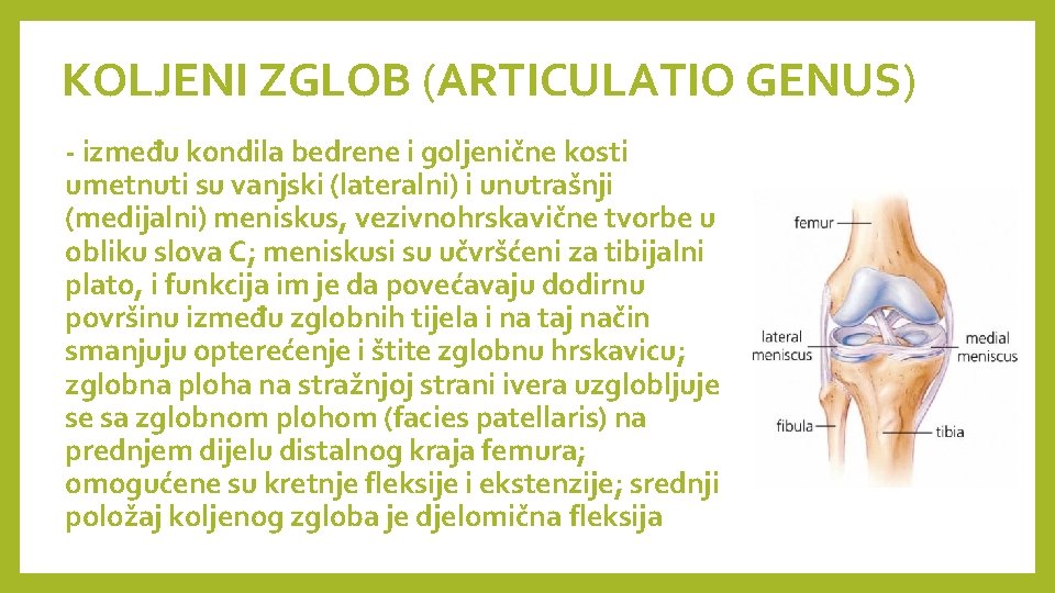 KOLJENI ZGLOB (ARTICULATIO GENUS) - između kondila bedrene i goljenične kosti umetnuti su vanjski