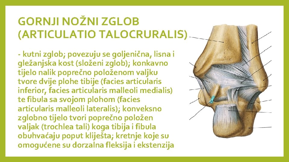 GORNJI NOŽNI ZGLOB (ARTICULATIO TALOCRURALIS) - kutni zglob; povezuju se goljenična, lisna i gležanjska