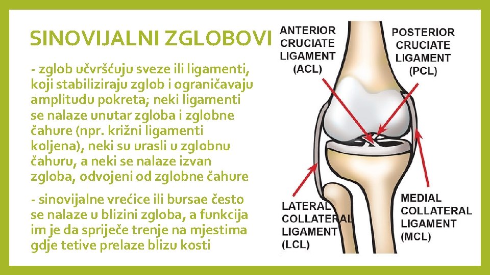 SINOVIJALNI ZGLOBOVI - zglob učvršćuju sveze ili ligamenti, koji stabiliziraju zglob i ograničavaju amplitudu