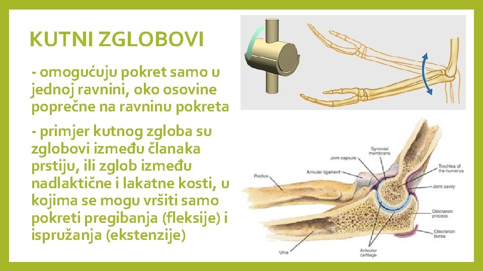 KUTNI ZGLOBOVI - omogućuju pokret samo u jednoj ravnini, oko osovine poprečne na ravninu