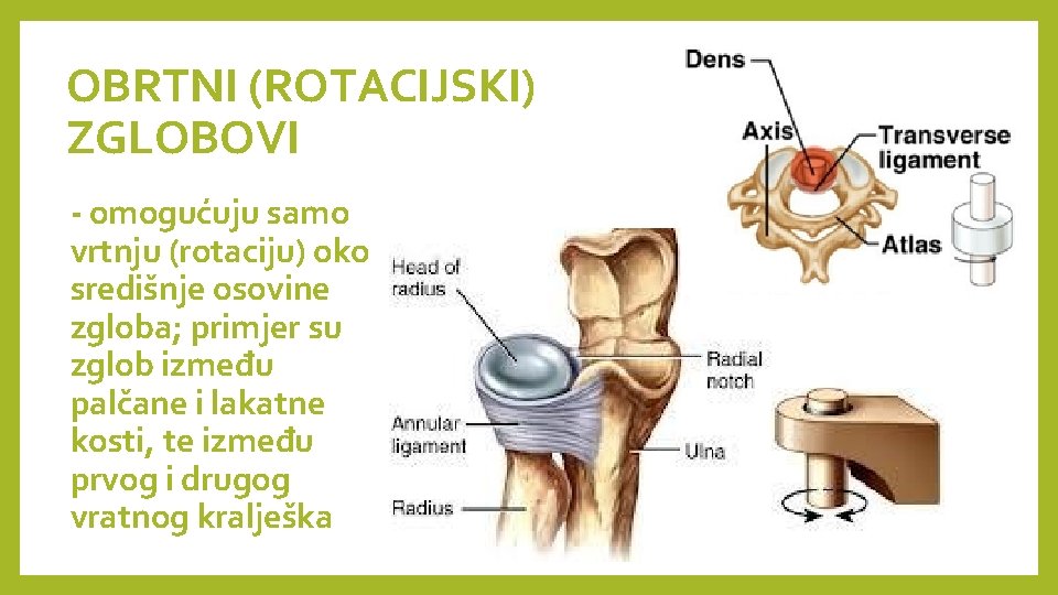 OBRTNI (ROTACIJSKI) ZGLOBOVI - omogućuju samo vrtnju (rotaciju) oko središnje osovine zgloba; primjer su