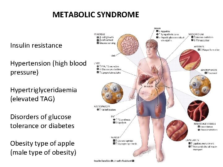 METABOLIC SYNDROME Insulin resistance Hypertension (high blood pressure) Hypertriglyceridaemia (elevated TAG) Disorders of glucose